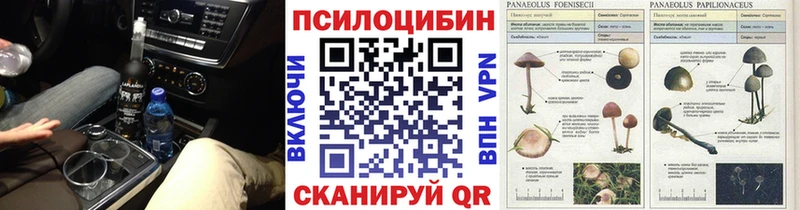 Галлюциногенные грибы Psilocybine cubensis  блэк спрут как зайти  Приволжск 